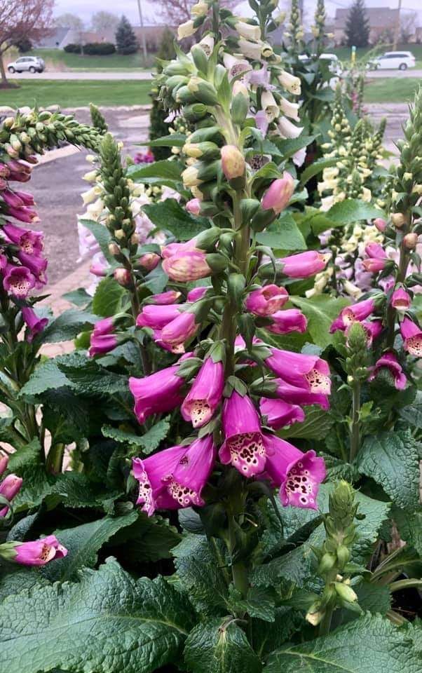 Pink foxglove flowers blooming in a garden with a road and cars in the background