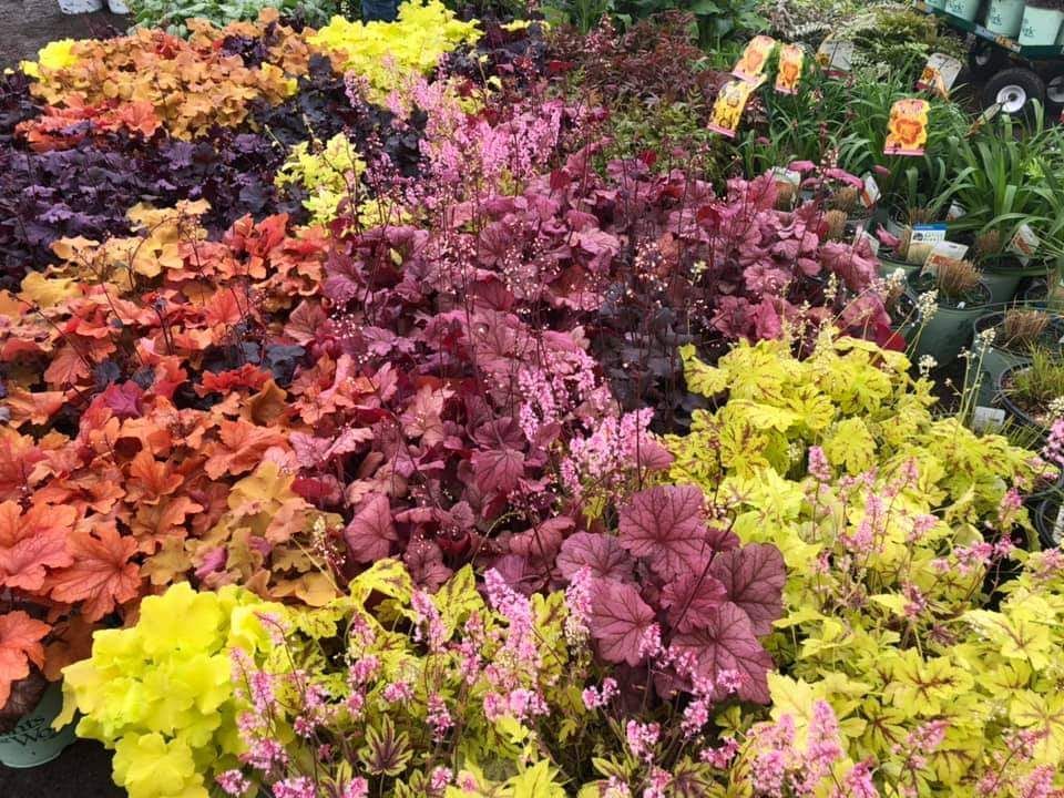 Colorful bed of ornamental flowers and foliage in red, pink, yellow, and green
