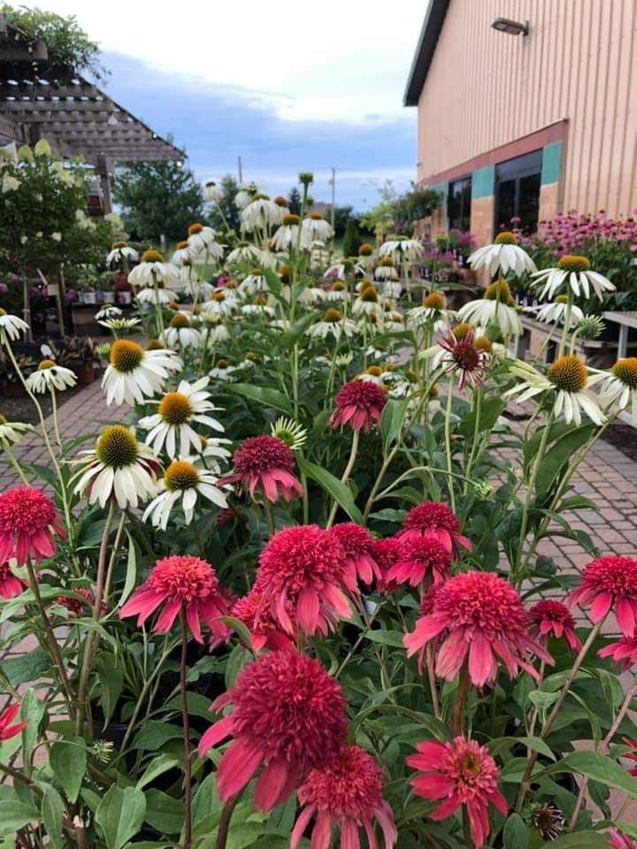 Pink and white coneflowers in a garden beside a building and walkway under a cloudy sky
