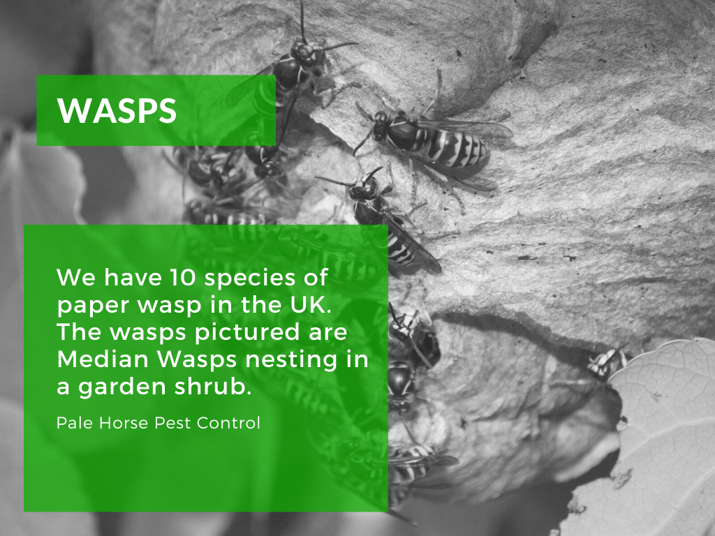 species of wasps uk