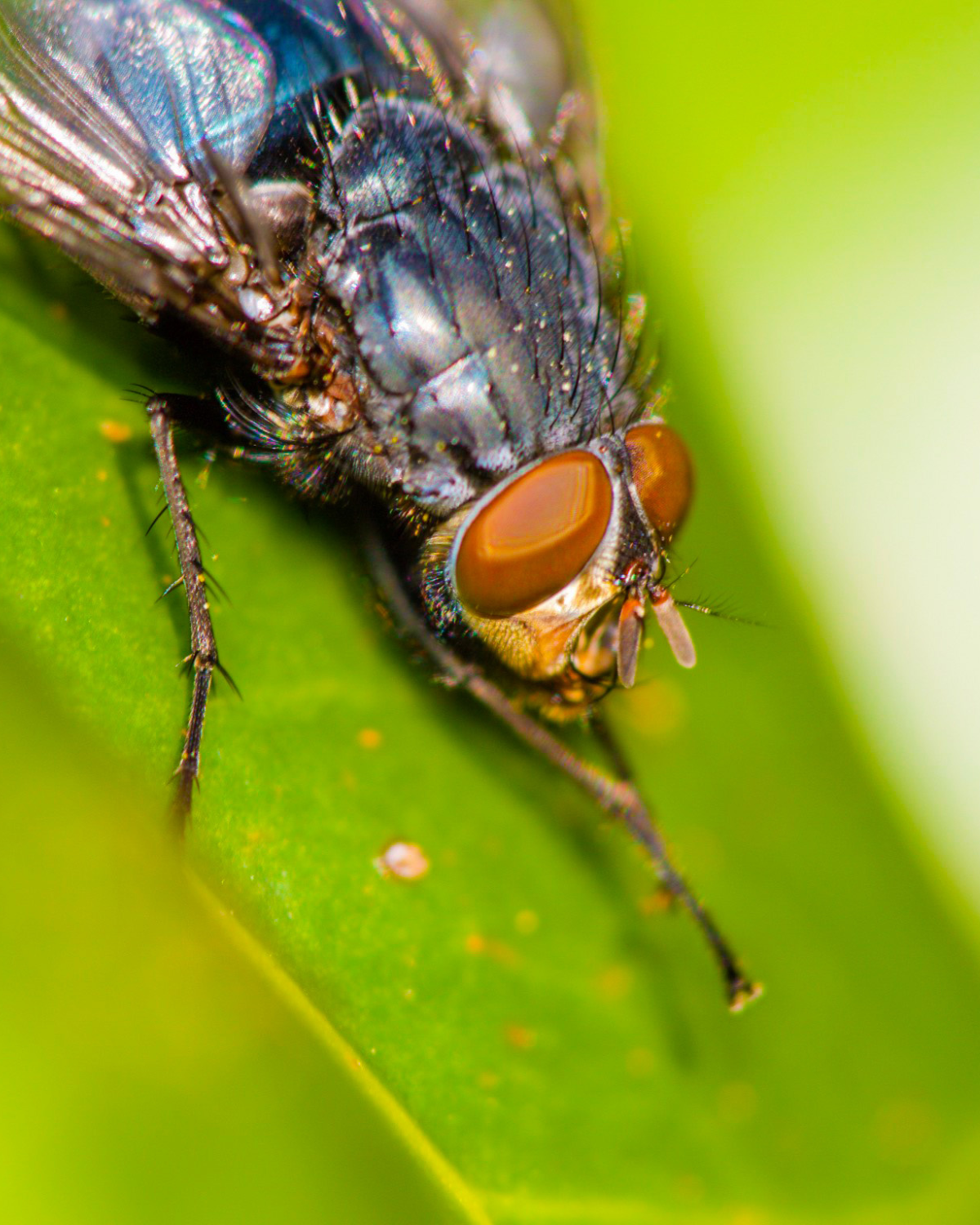 insect pest control bristol
