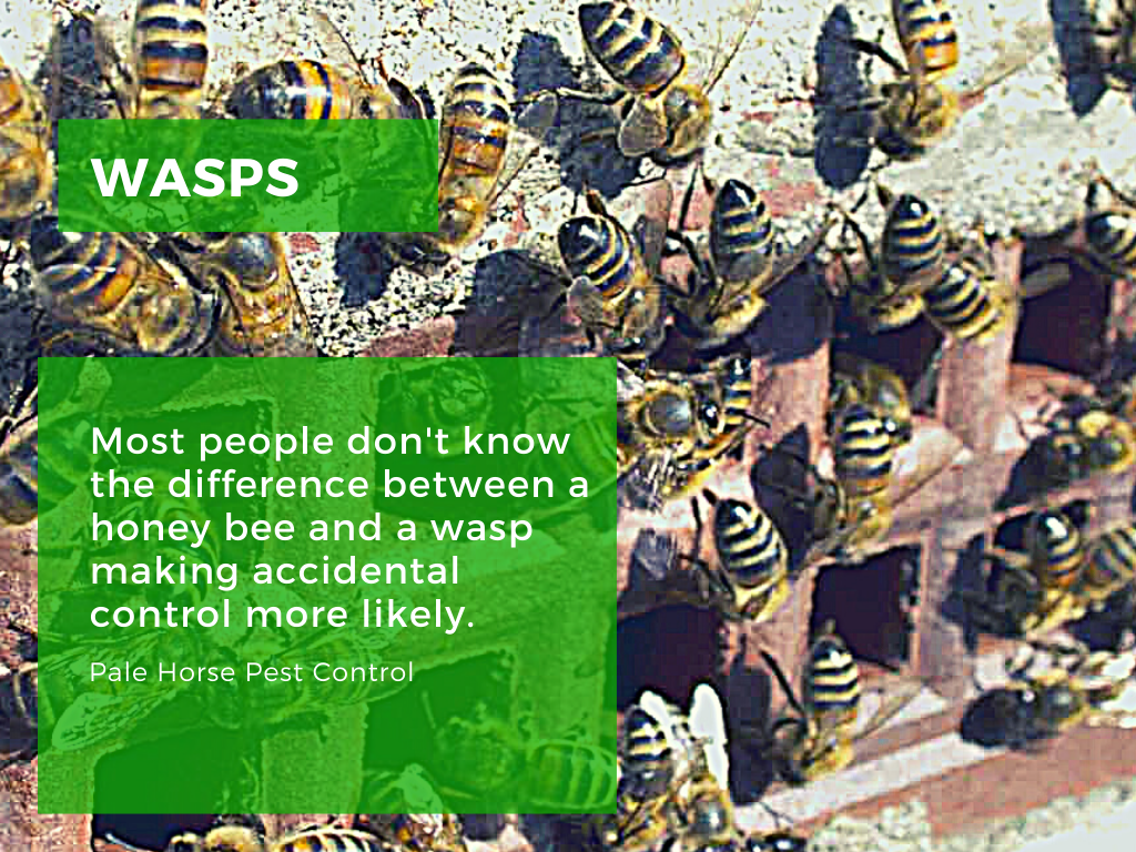 difference between wasps bees