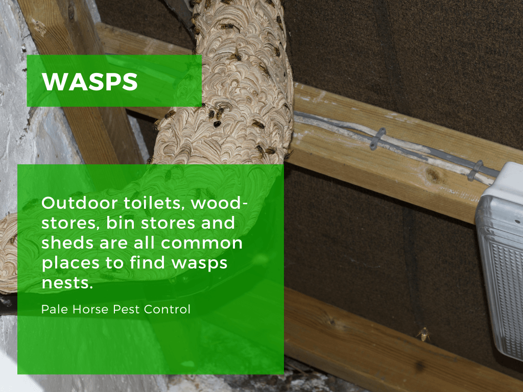 finding wasps nests toilet