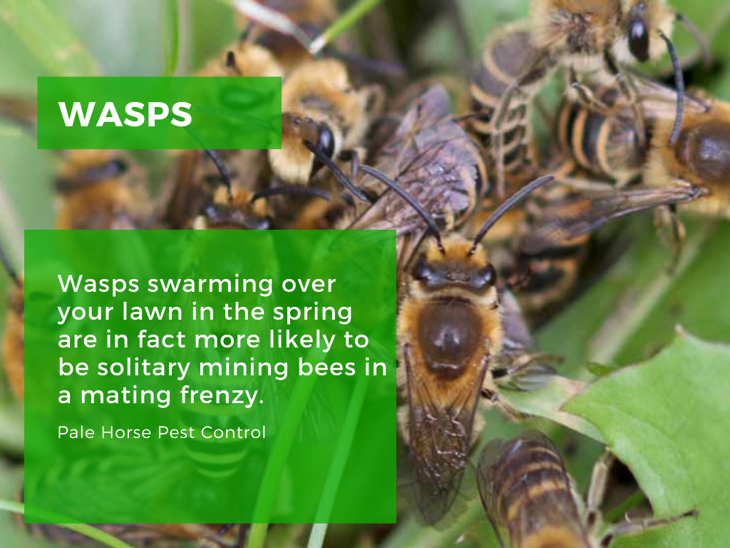 lawn bees wasps