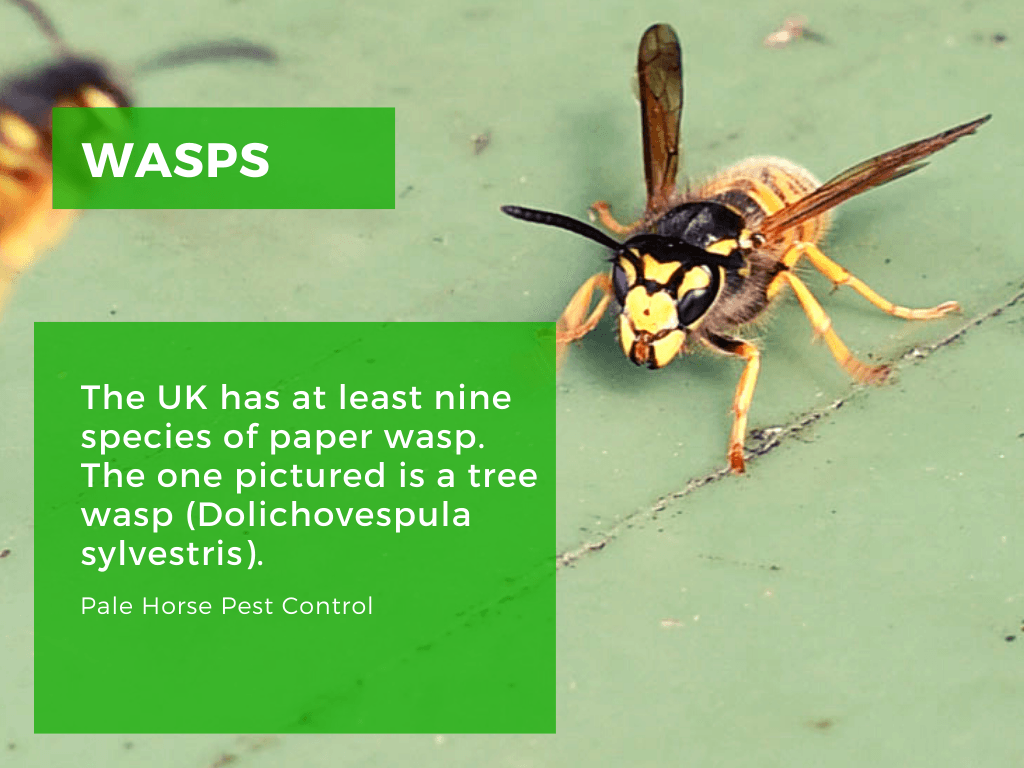 bristol wasp control