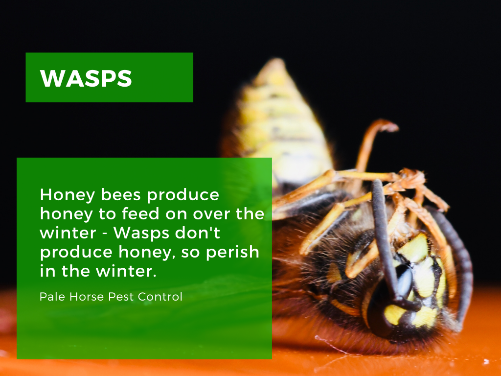 dead wasps