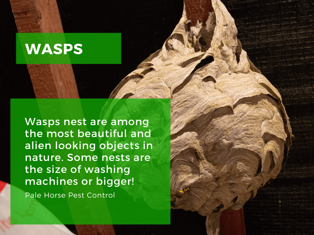 alien wasps nest