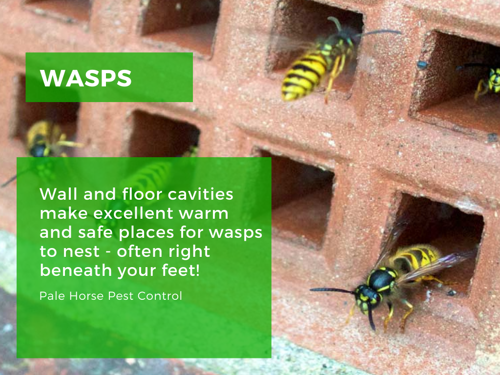 Wasps in air vent