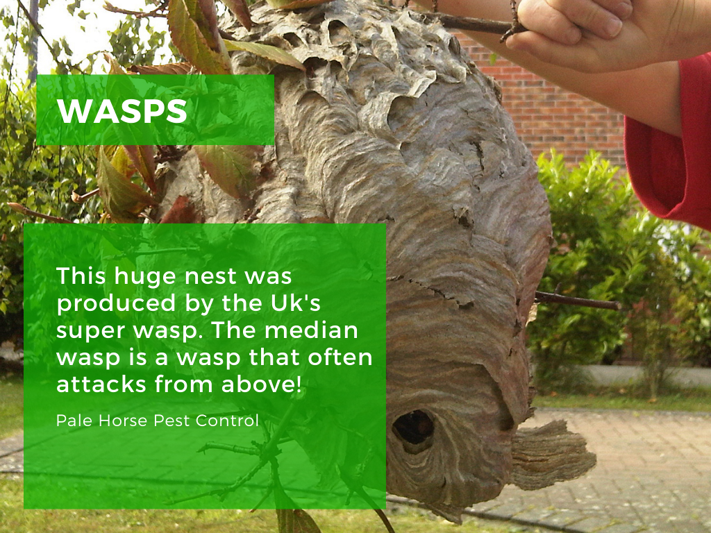 huge wasps nest bristol