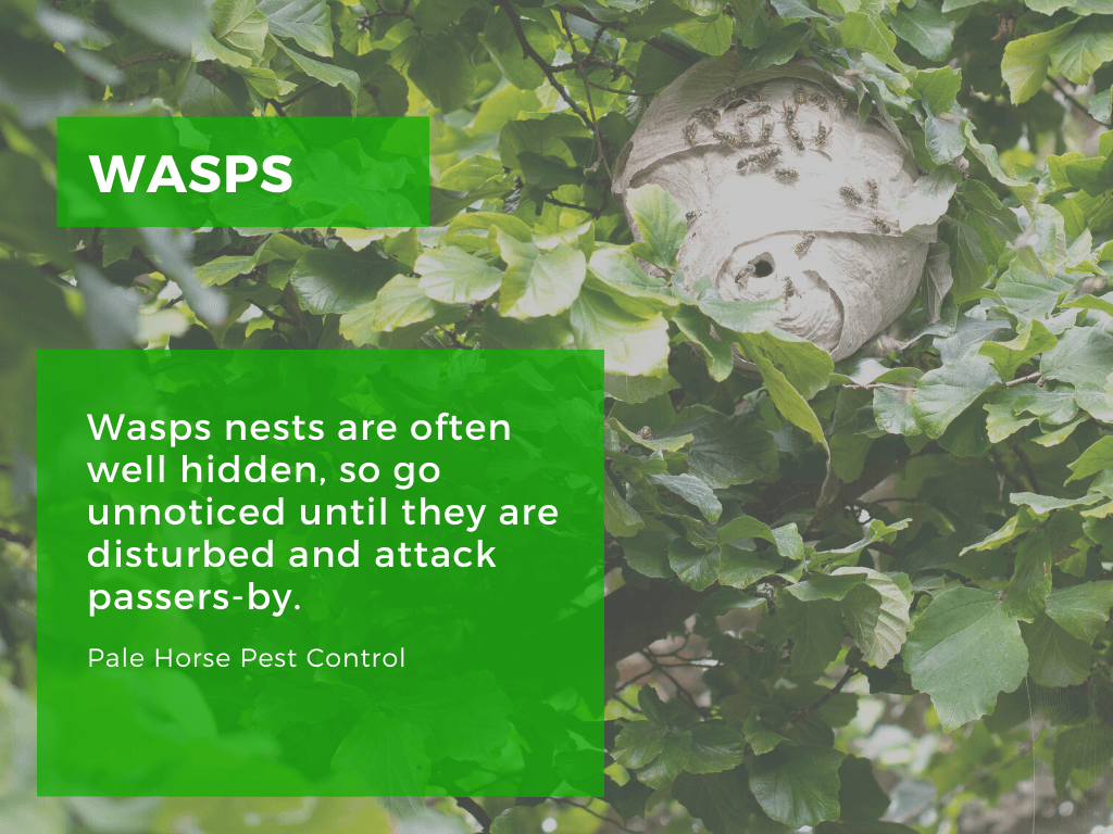 hidden wasps nests