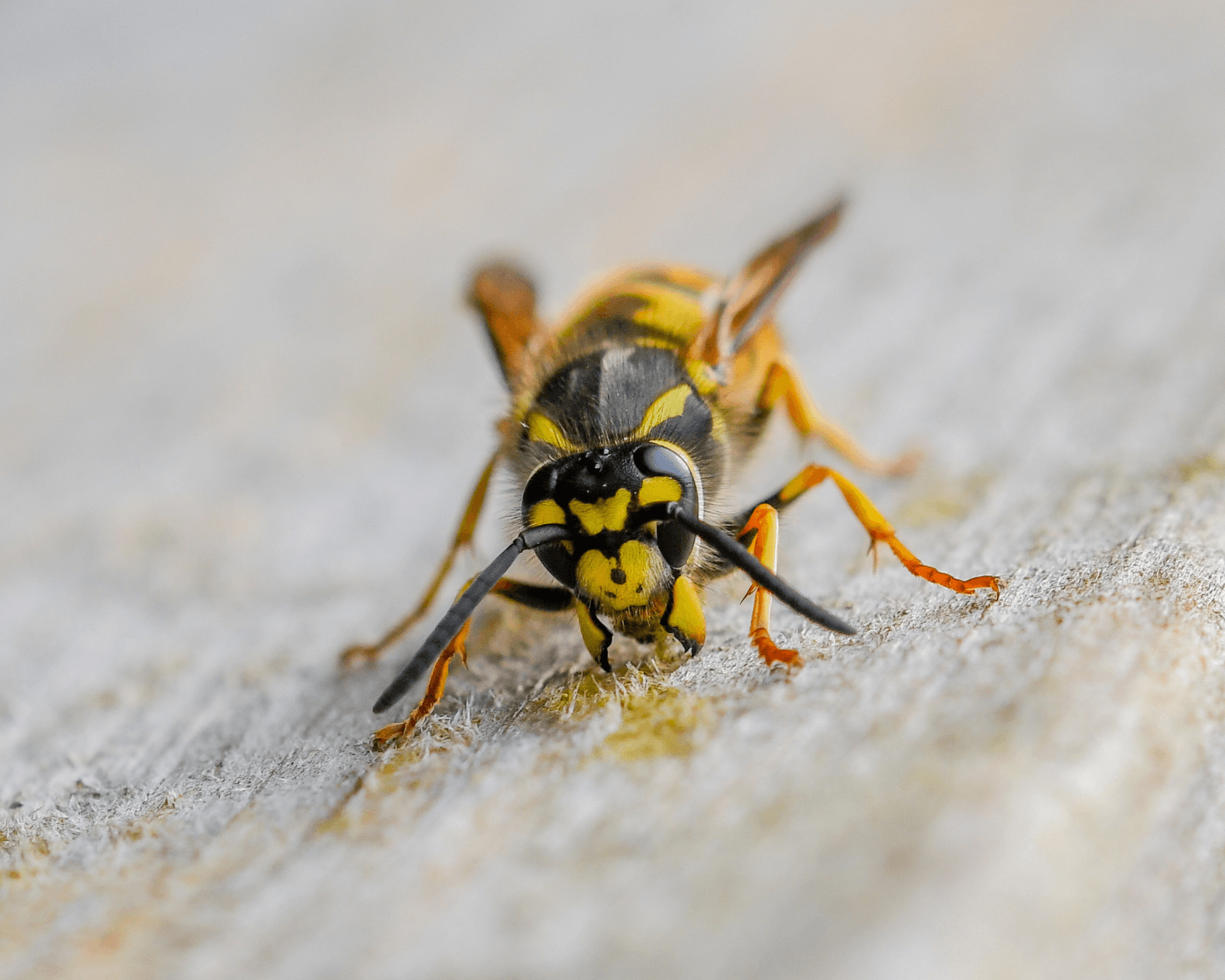 bristol wasp control