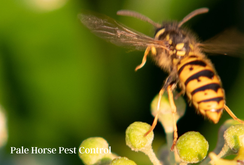 wasp feeding on ivy blossom late in the year