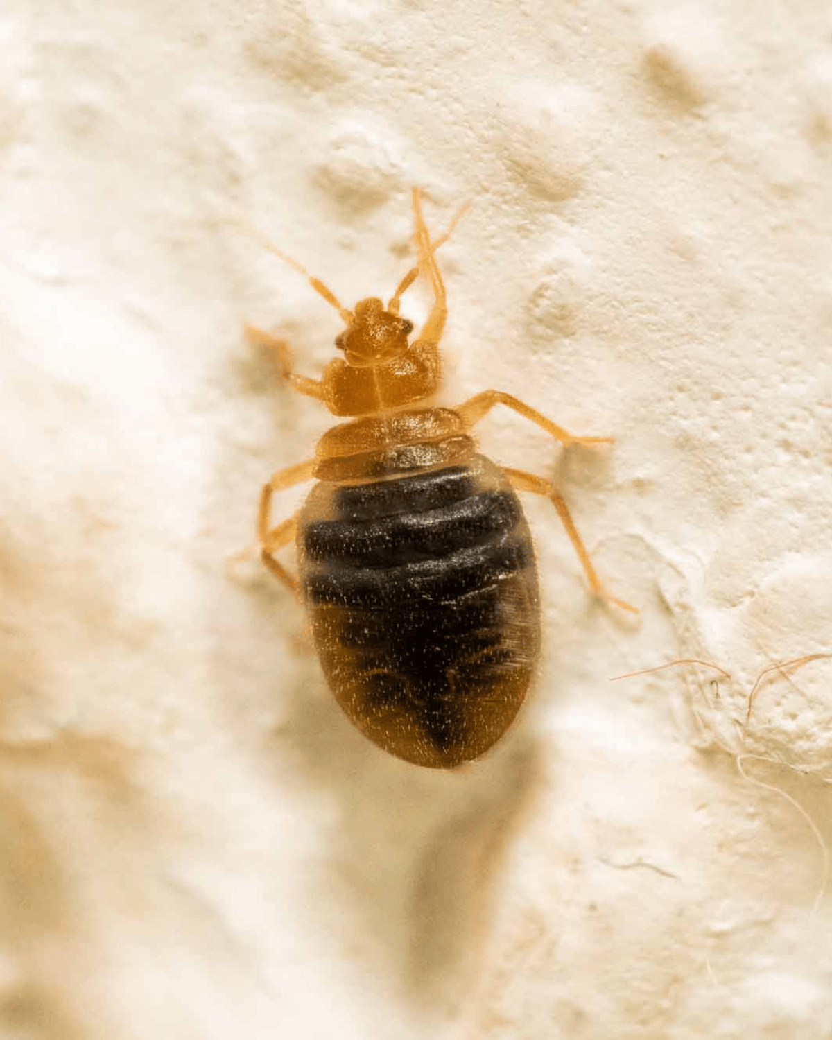 pest control bedbugs bristol