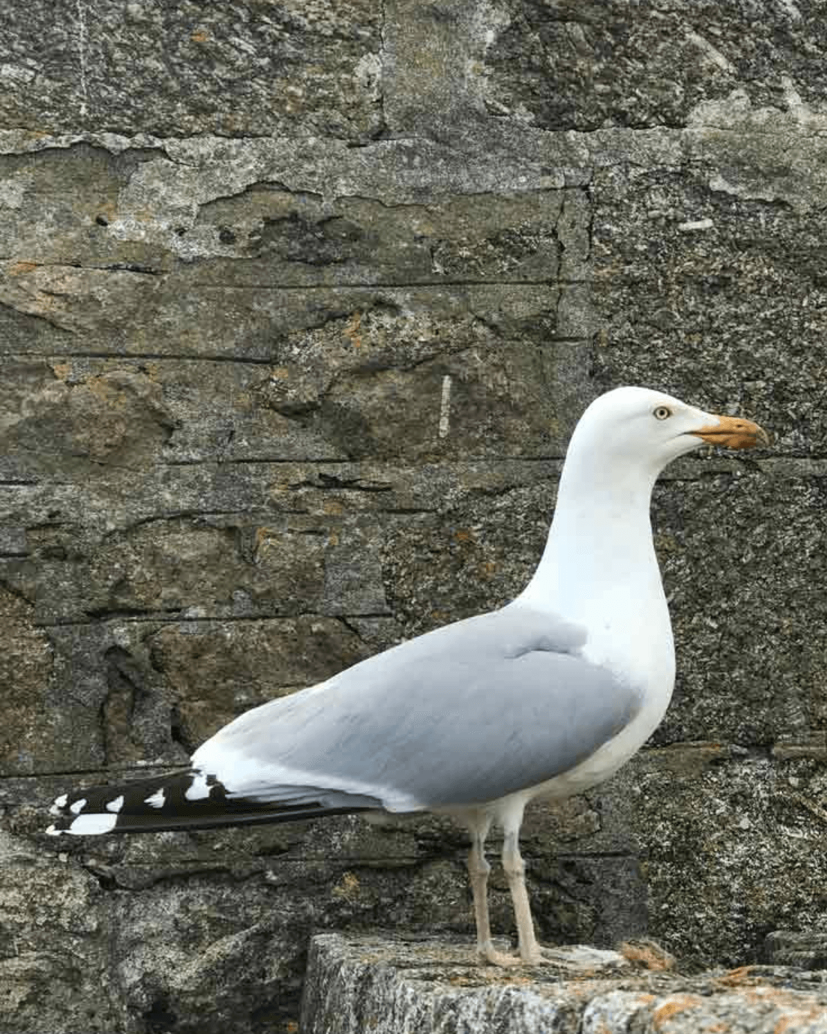 A seagull standing on a rock in front of a stone wall - bird pests control bristol