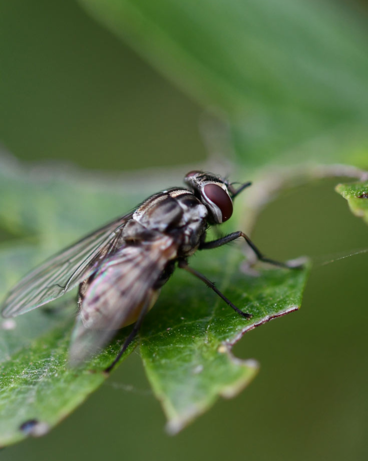 A close-up of a fly sitting on a green leaf - bristol insect control.