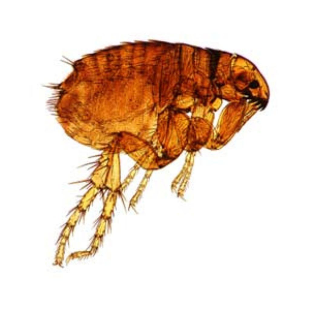 biting bugs fleas parasites bristol