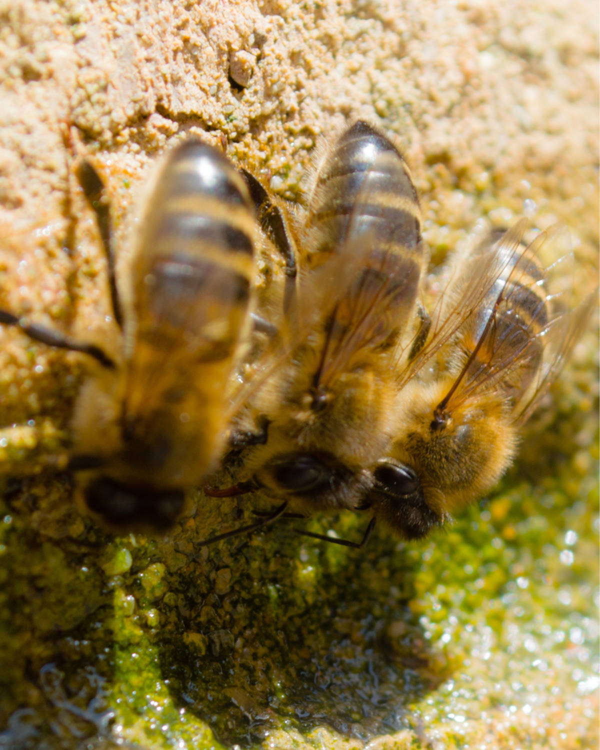 honey bees drinking