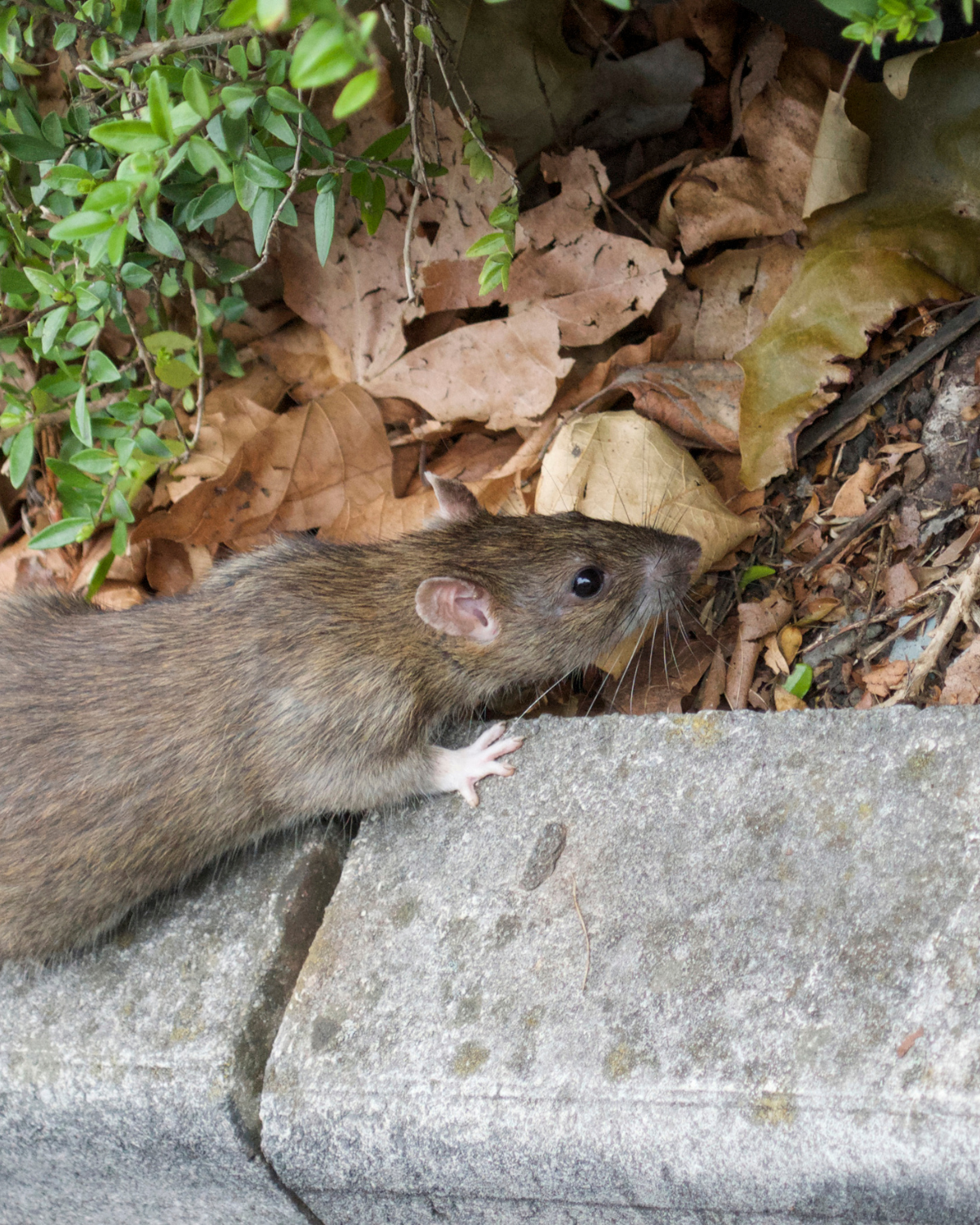 A rat is standing on a sidewalk next to some leaves - rat control bristol drains walls