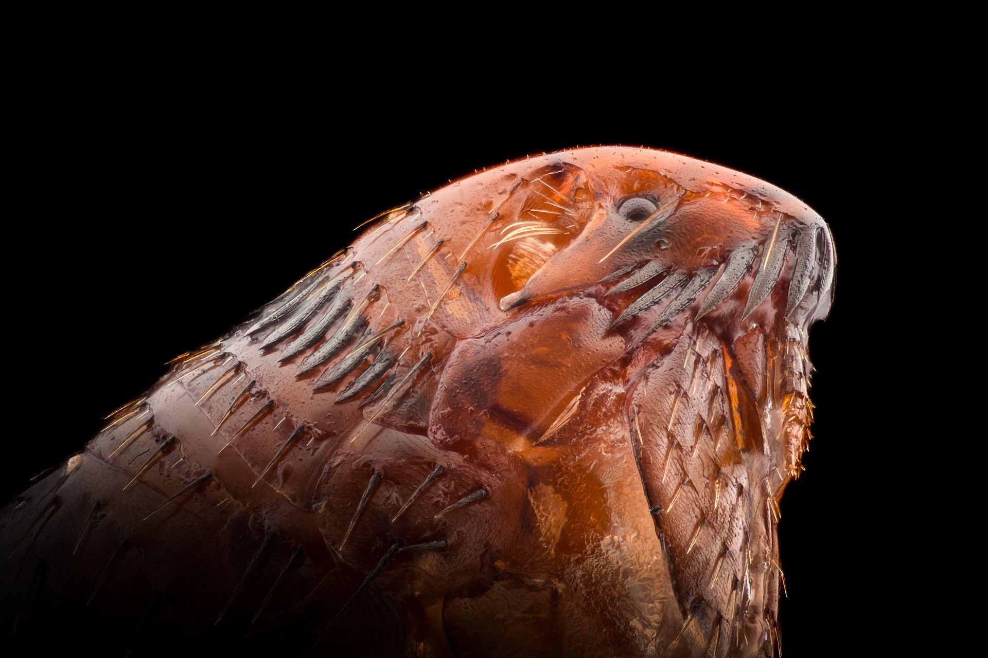 A close up of a flea on a black background.