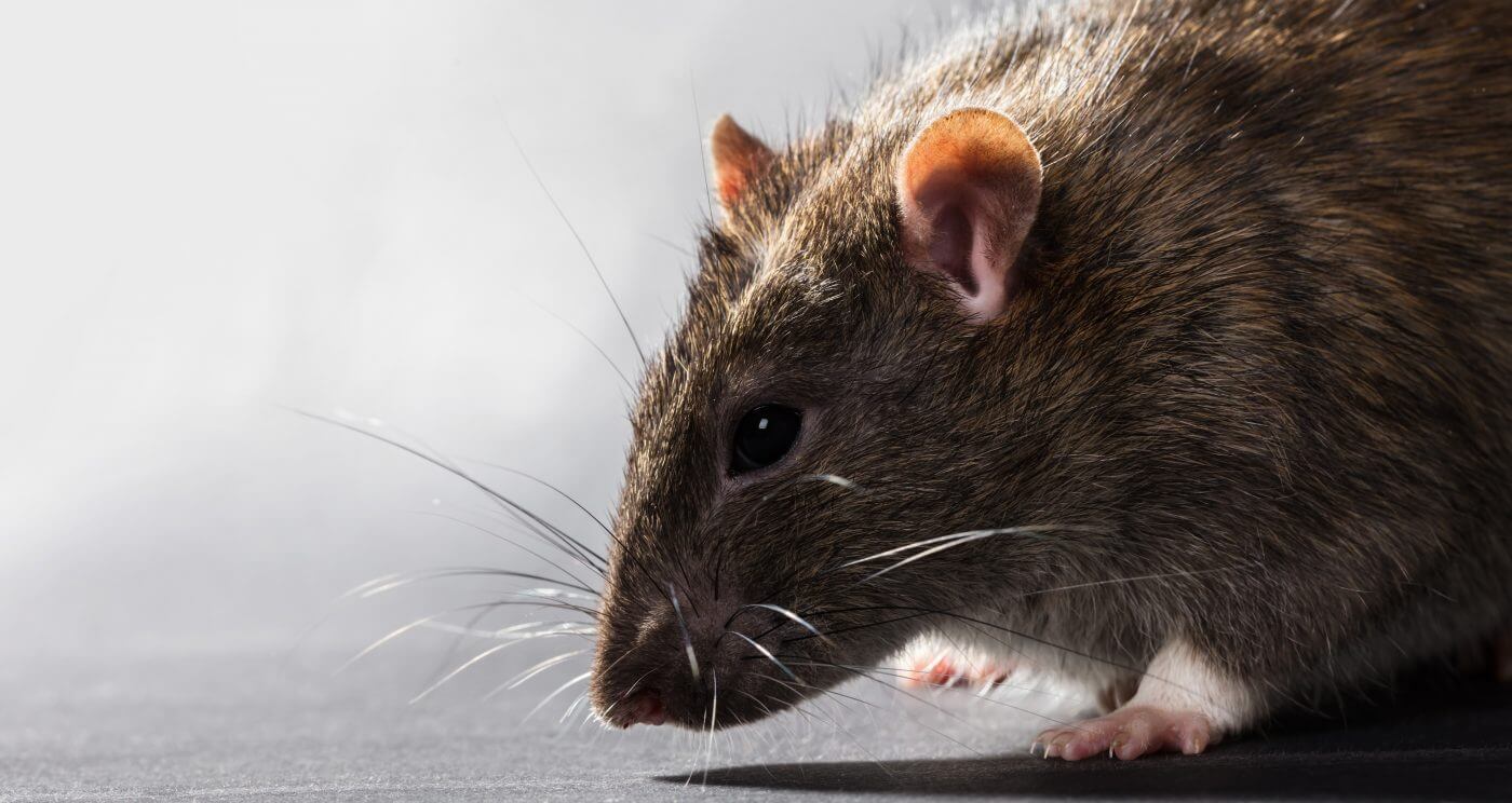 A close up of a rat sitting on a table.