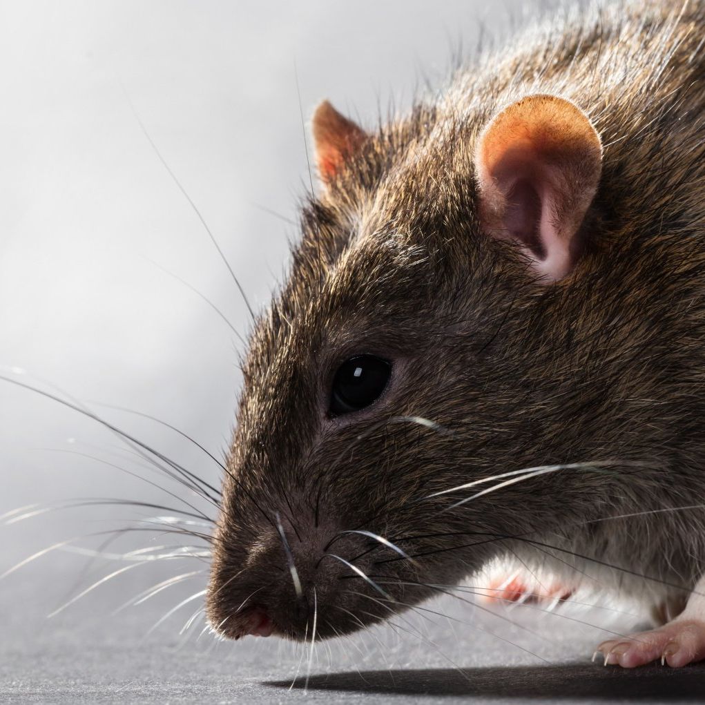 rats cause fires and spread and transmit disease