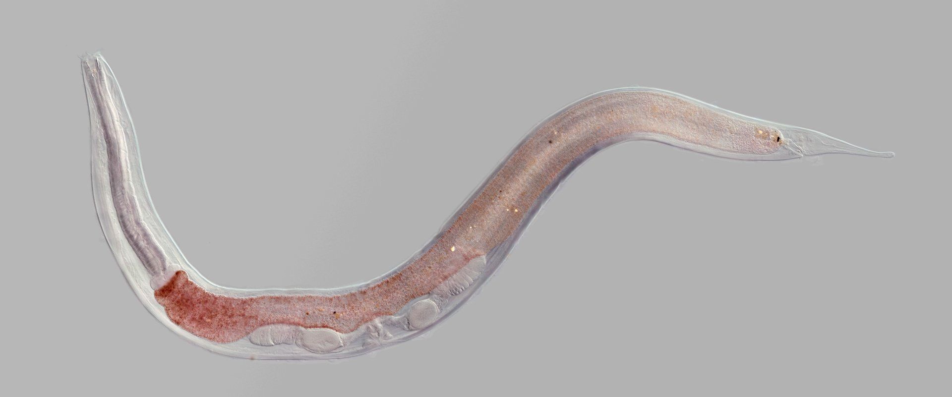 a nematode worm for controlling pests naturally.