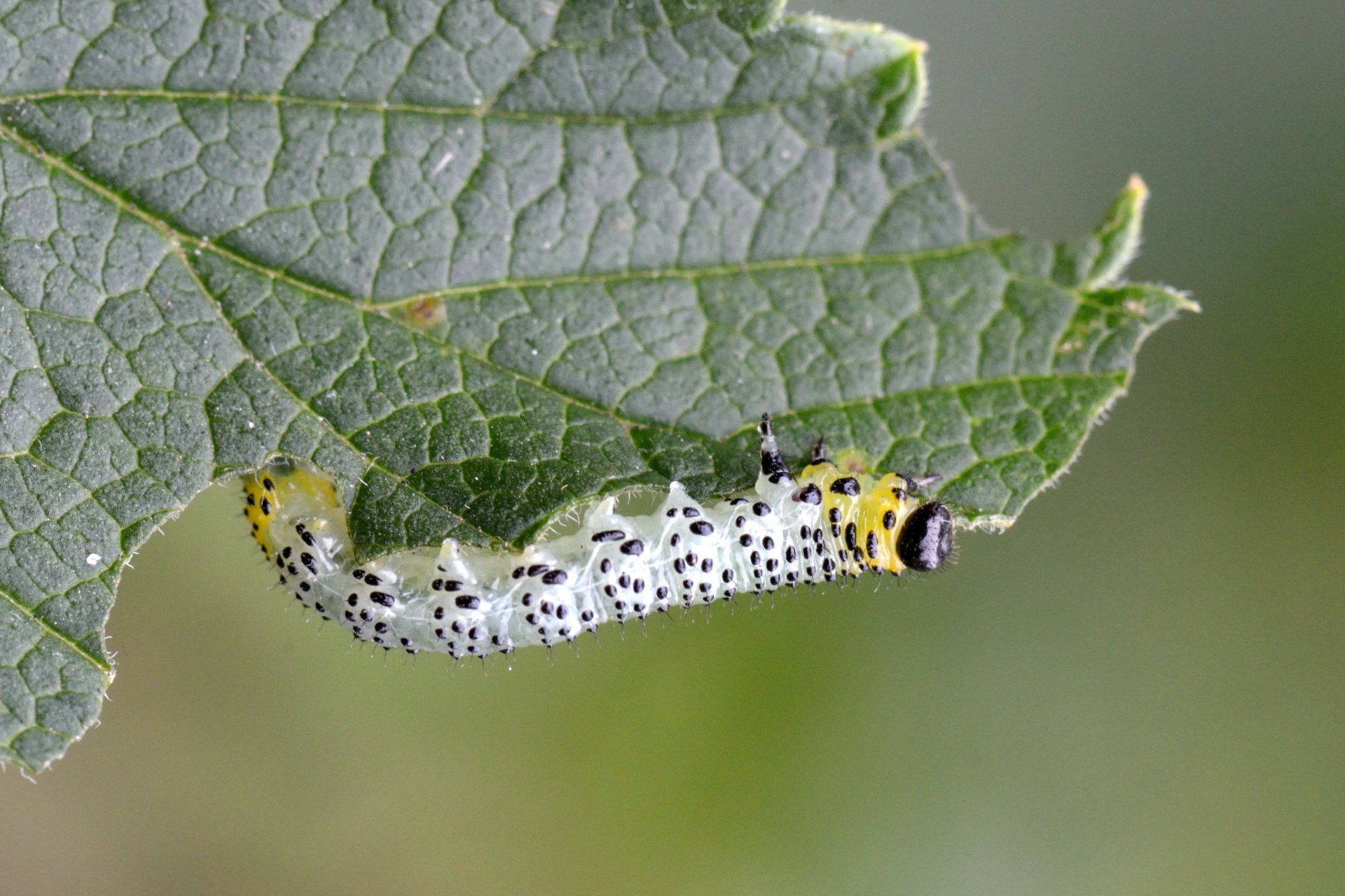 A close up of a saw-fly caterpillar on a leaf.