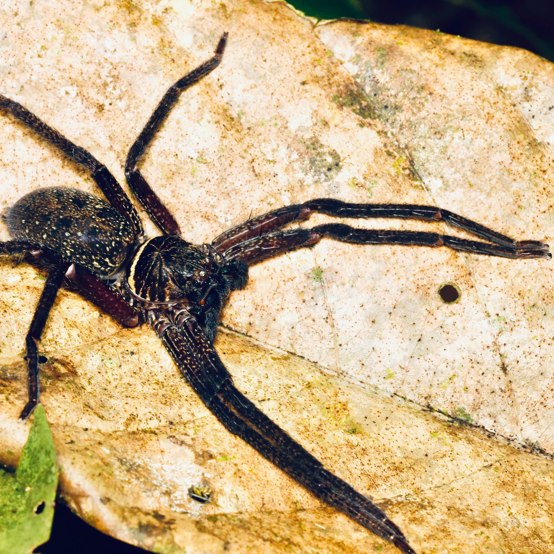 Tropical forest spider Brunei
