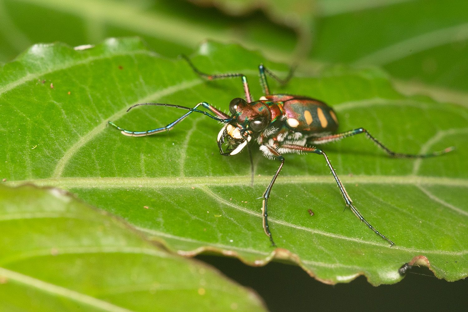 tiger beetle Brunei