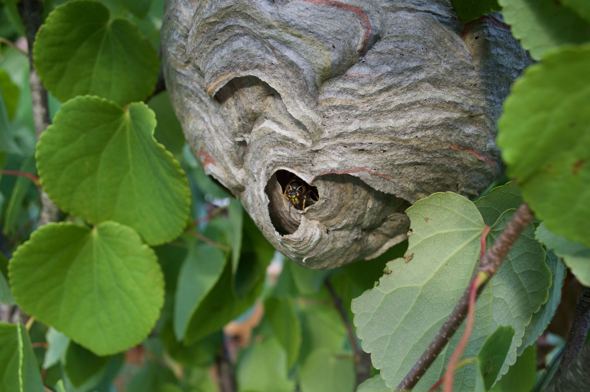 median wasps Dolichovespula media nest in Backwell near Bristol