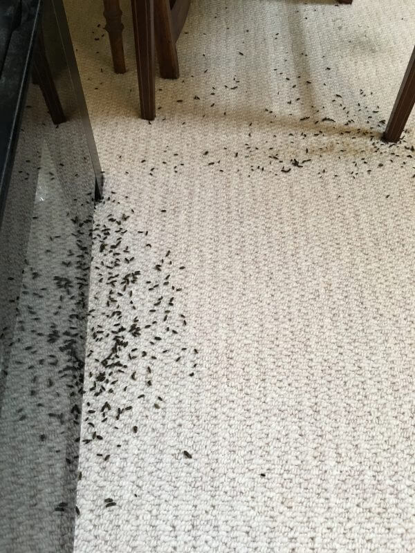 mouse droppings