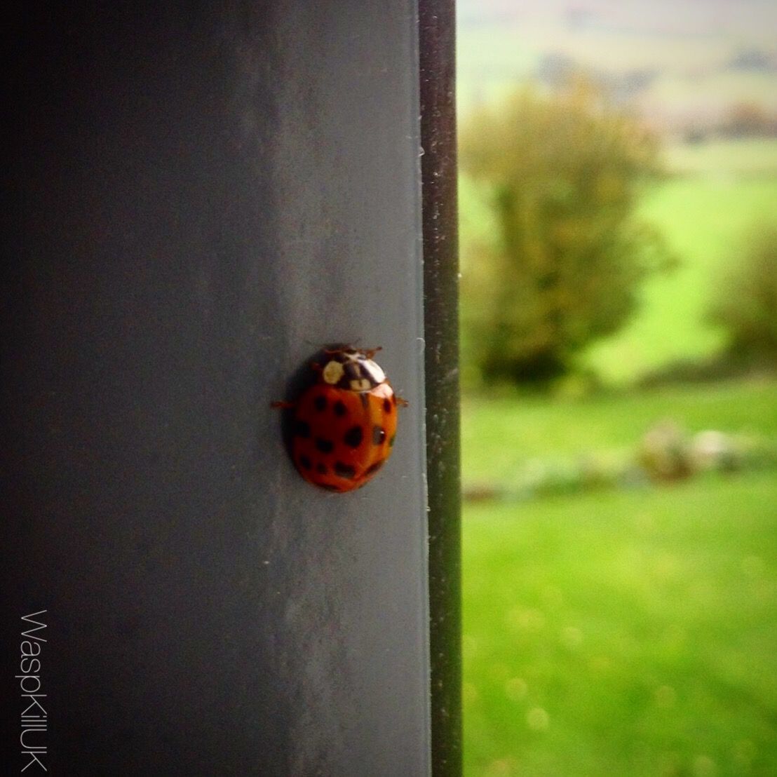 ladybird-pest-control-get-rid-of-ladybirds-pale-horse-pest-control