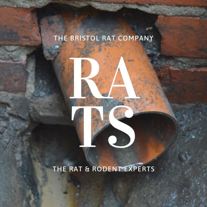 rat control image