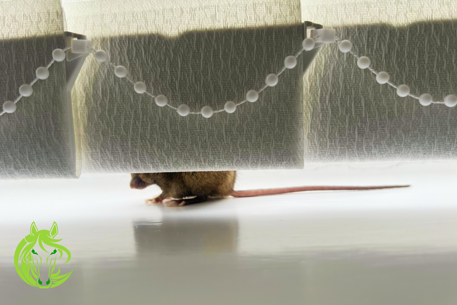 house mouse capture