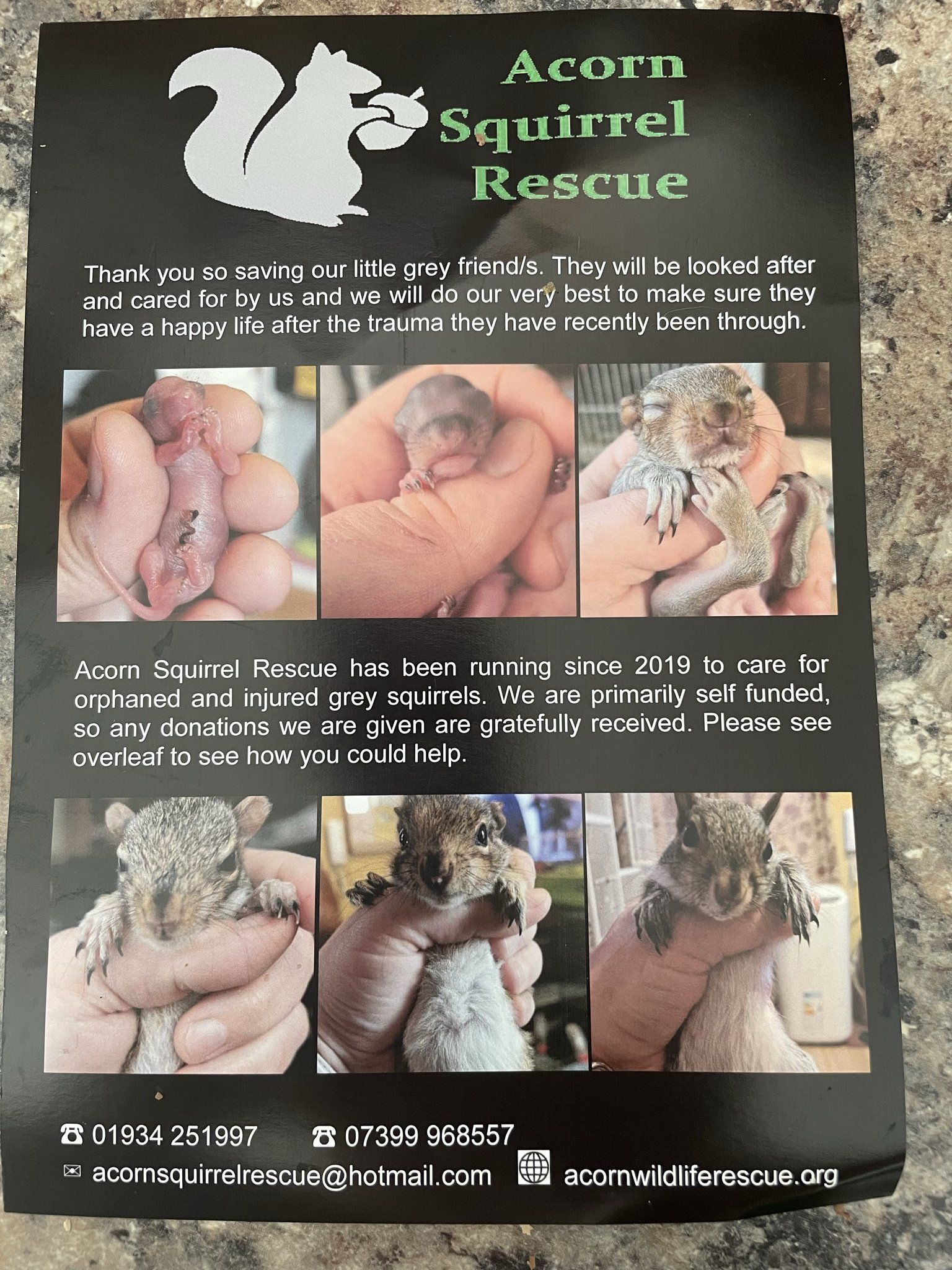 acorn squirrel rescue near bristol
