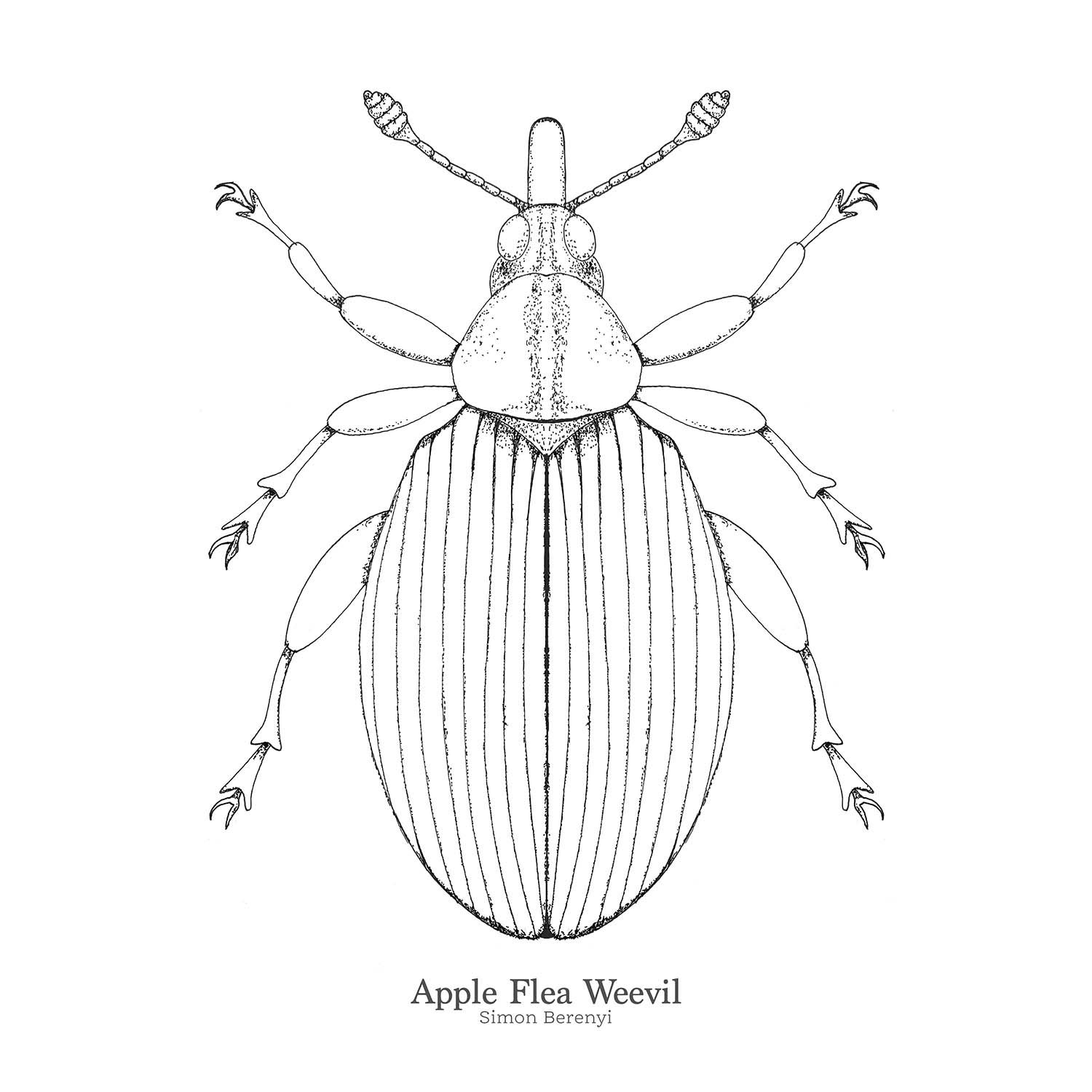 A black and white drawing of an apple flea weevil on a white background.