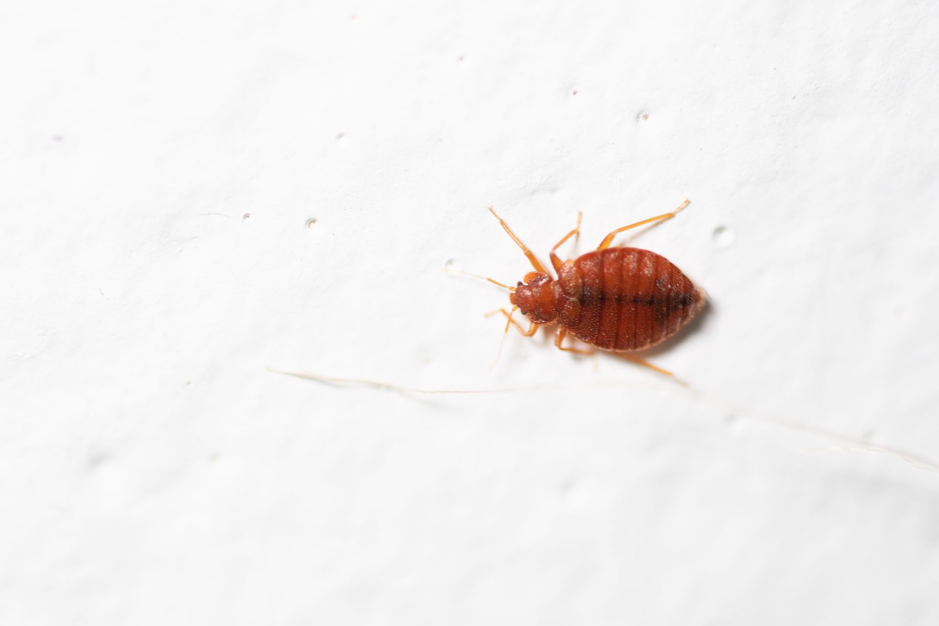 A bed bug is crawling on a white-painted bedroom wall.