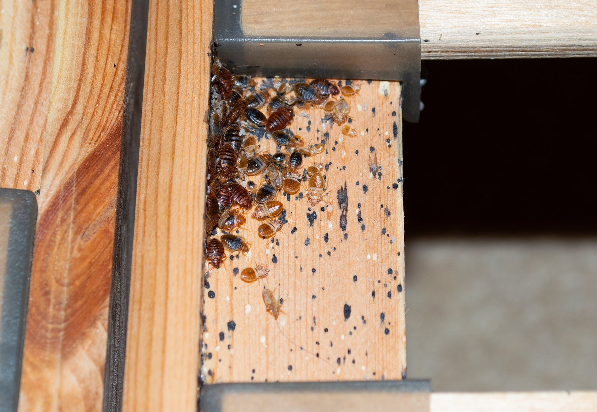 Bed bugs are crawling on a wooden bed frame.