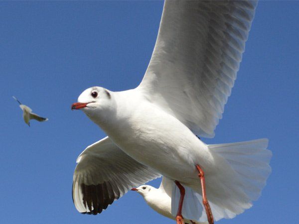 bird pest control bristol