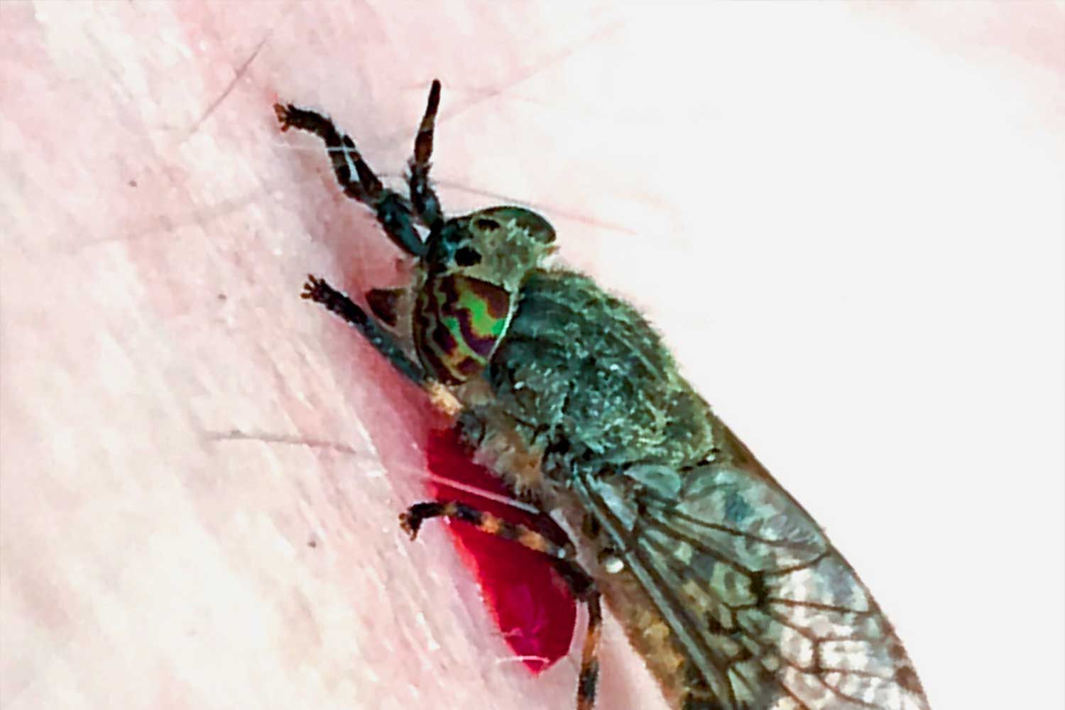 horse fly feeding on fresh blood from bite on human host