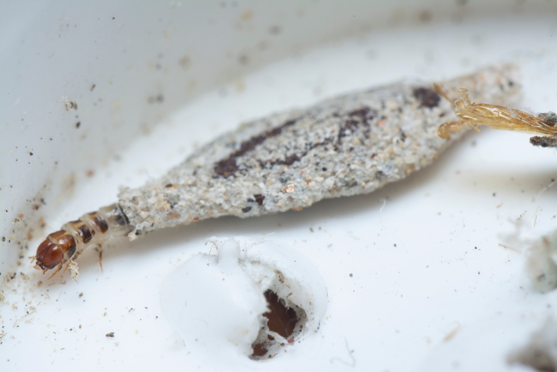 case-bearing carpet moth larvae