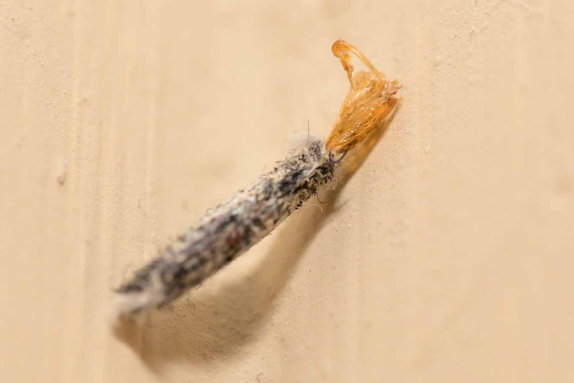 case-bearing carpet moth pupae