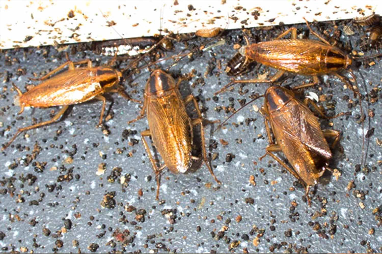 cockroaches - bristol pest control guide