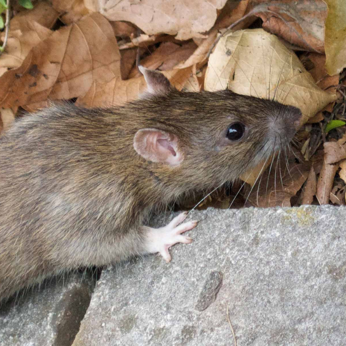 rats - bristol pest control guide