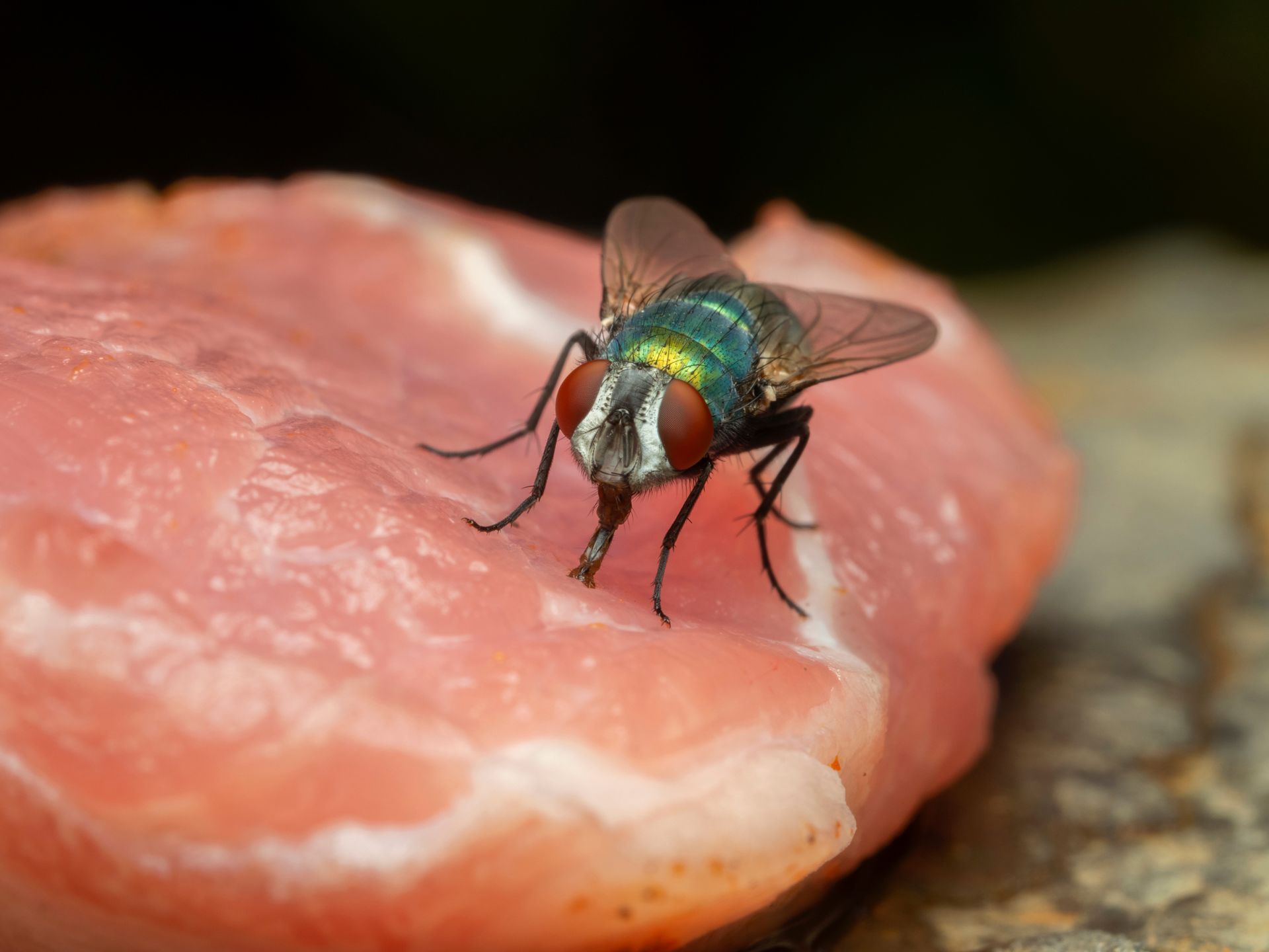 A fly is sitting feeding on a piece of meat.
