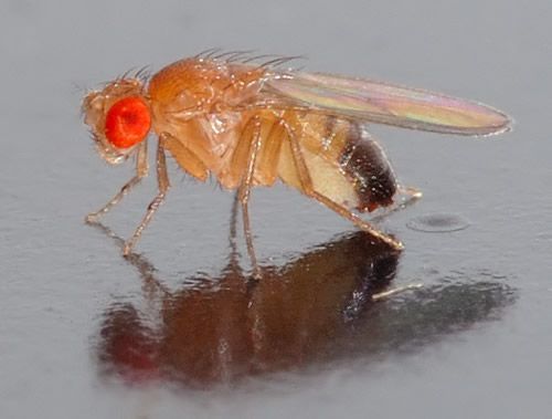 a fruit fly on a food counter in bristol