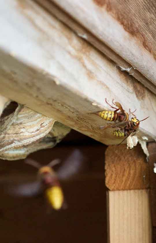 European hornets nesting in a garden shed in Bristol