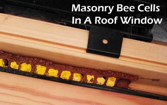masonry bee cells in Velux windows
