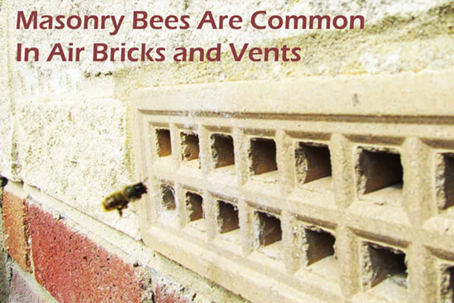 masonry bees are common in air bricks and vents