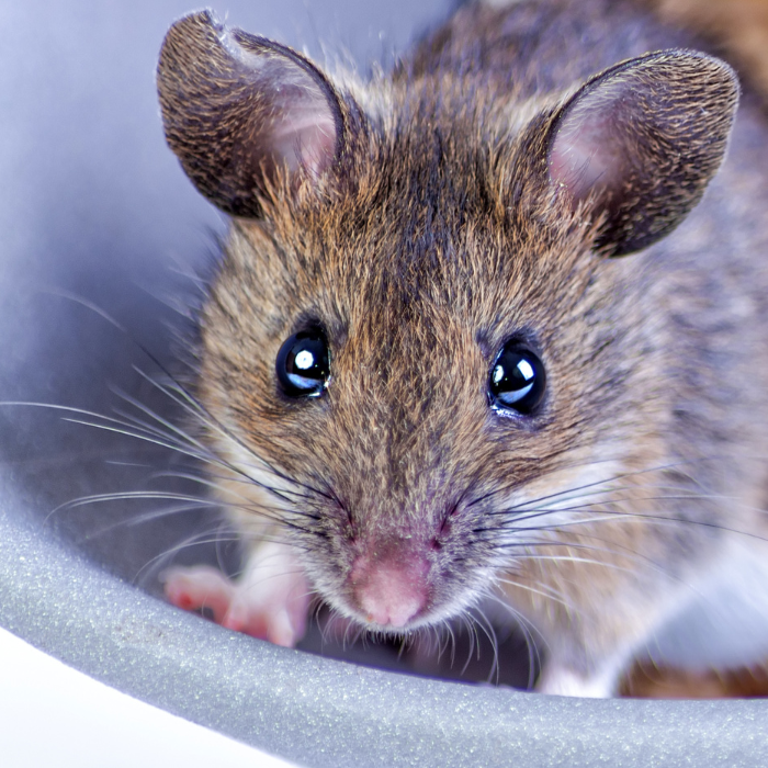 mouse - bristol pest control guide